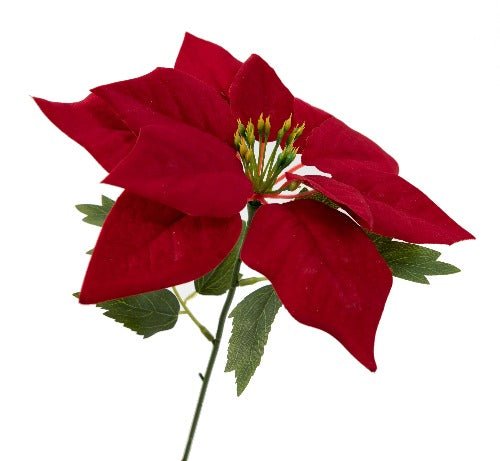 Forever Flowerz Premium Poinsettias - Red